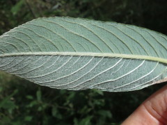 Salix gracilistyla