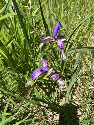 Iris graminea (Iris graminea)