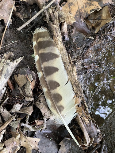 View observation of {o.common_name} on iNaturalist