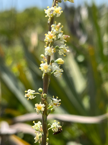 Nolina atopocarpa