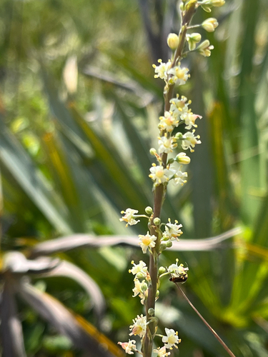 Nolina atopocarpa