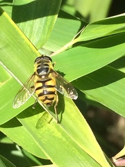 Myathropa florea
