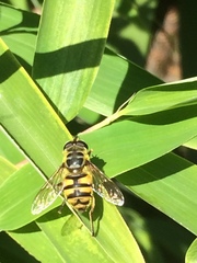 Myathropa florea