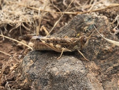 Dociostaurus maroccanus