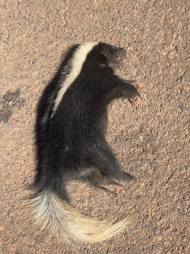 Amazon Hog-nosed Skunk