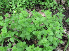 Veronica crista-galli