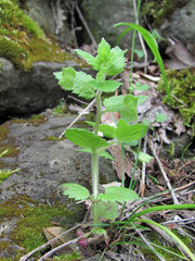 Veronica crista-galli
