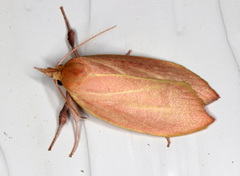 Wingia lambertella