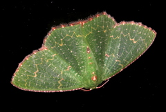 Eucyclodes metaspila