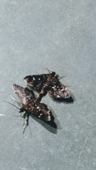 Diathrausta harlequinalis
