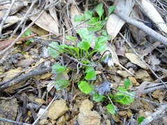 Viola sieberiana