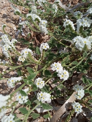 Heliotropium halacsyi