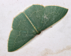 Chlorocoma melocrossa