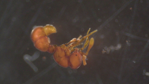 Discothyrea poweriDiscothyrea poweri