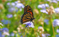Danaus plexippus