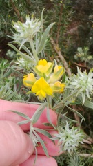 Aspalathus linearifolia