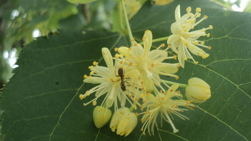 Mažalapė liepa nuotrauka