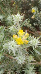 Aspalathus linearifolia