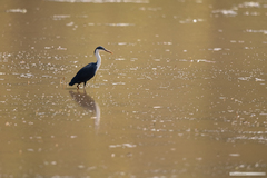 Egretta picata