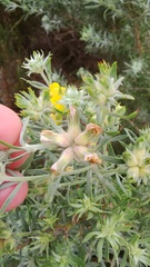 Aspalathus linearifolia