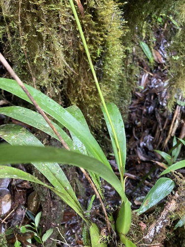 Oncidium hallii, photograph 3