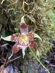 Hall's Oncidium (Oncidium hallii)