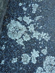 Xanthoparmelia scabrosa