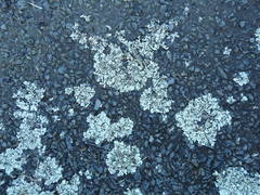 Xanthoparmelia scabrosa