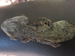 Acanthosaura lepidogaster