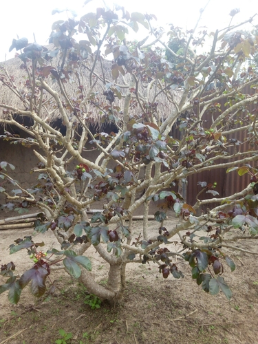 Bellyache Bush
