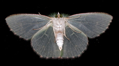 Eucyclodes metaspila