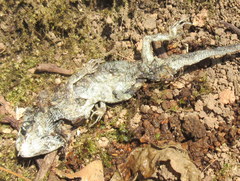 Acanthosaura lepidogaster