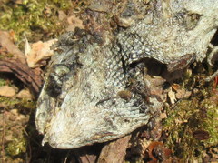 Acanthosaura lepidogaster