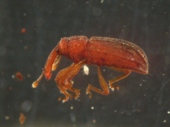 Cotasterophasis