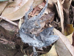 Acanthosaura lepidogaster