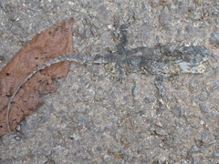 Acanthosaura lepidogaster