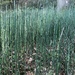 Equisetum hyemale - Photo (c) perfrankpoulsen, μερικά δικαιώματα διατηρούνται (CC BY-NC)