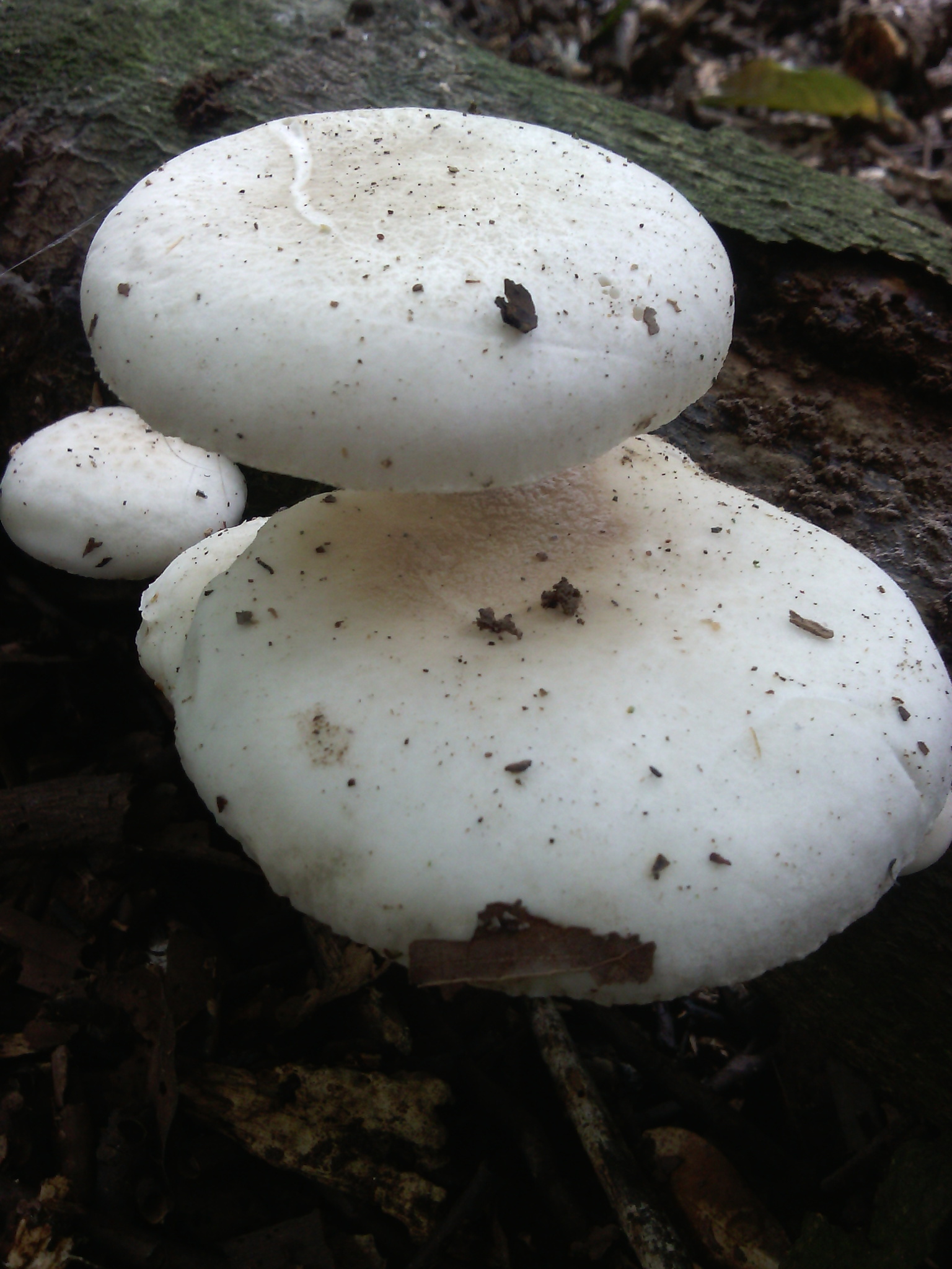 Oudemansiella australis image