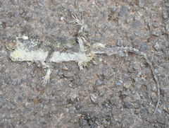 Acanthosaura lepidogaster