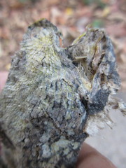 Acanthosaura lepidogaster