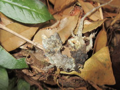 Acanthosaura lepidogaster