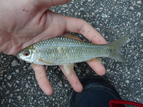 Lowland osteochilus (Osteochilus salsburyi) — Cyprinidae — 2