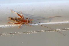 Arachnocephalus vestitus