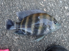 Heterotilapia buettikoferi