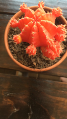 Gymnocalycium
