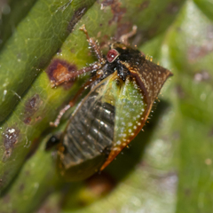 Stictocephala basalis
