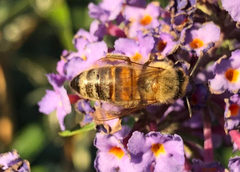 Apis mellifera
