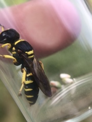 Ectemnius decemmaculatus