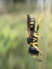 Ectemnius decemmaculatus