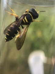 Ectemnius decemmaculatus